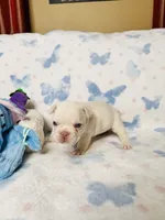 Light Green Collar, a male French Bulldog for sale in Sugar Land, TX – Photo 7 of 10