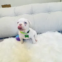 Light Green Collar, a male French Bulldog for sale in Sugar Land, TX – Photo 2 of 7