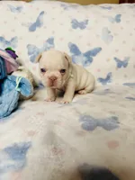 Light Green Collar, a male French Bulldog for sale in Sugar Land, TX – Photo 8 of 10