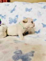 Light Green Collar, a male French Bulldog for sale in Sugar Land, TX – Photo 6 of 10
