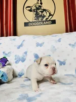 Light Green Collar, a male French Bulldog for sale in Sugar Land, TX – Photo 5 of 10