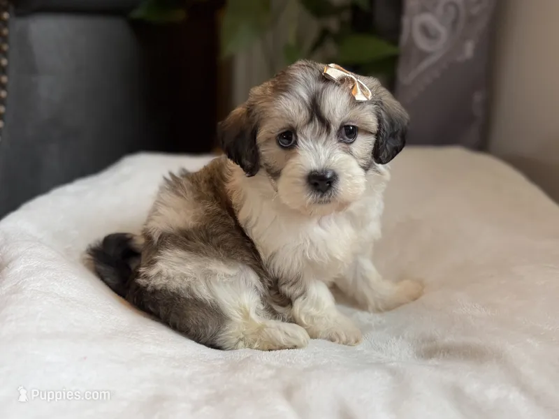 Cora – Shichon puppy for sale in Alum Bank, PA
