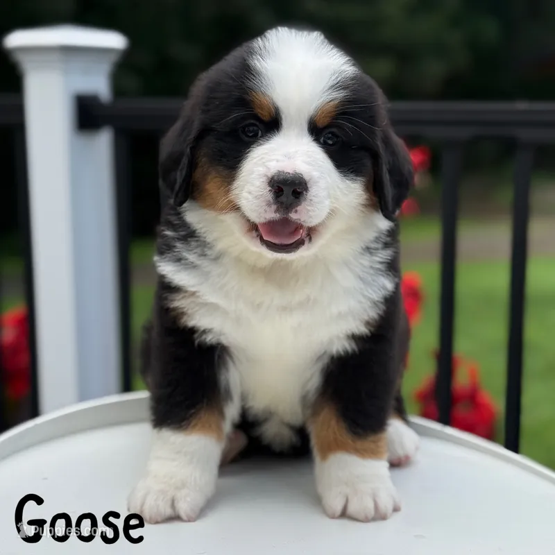 Goose – Bernese Mountain Dog puppy for sale in Alum Bank, PA