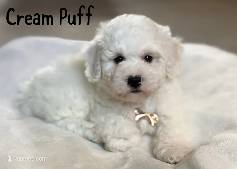Cream Puff – Poochon puppy for sale in Alum Bank, PA