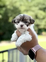 Tara , a female Shihpoo for sale in Alum Bank, PA – 2 of 3