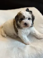 Brownie, a female Poochon for sale in Alum Bank, PA – 6 of 7