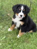 Sandy- Ready to go NOW!, a female Bernese Mountain Dog for sale in Alum Bank, PA – 4 of 5