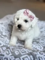 Lacey, a female Bichon Frise for sale in Alum Bank, PA – 4 of 6