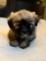Clyde, a male Shichon for sale in Alum Bank, PA – 3 of 7