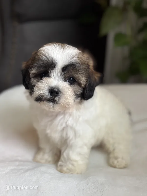 Mico – Shihpoo puppy for sale in Alum Bank, PA