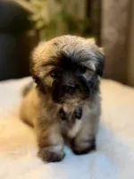 Clyde, a male Shichon for sale in Alum Bank, PA – 4 of 7