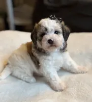 Brownie, a female Poochon for sale in Alum Bank, PA – 7 of 7
