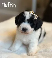 Muffin, a female Poochon for sale in Alum Bank, PA – 1 of 5