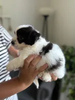 Frankie, a male Shichon for sale in Alum Bank, PA – 6 of 6