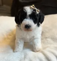 Muffin, a female Poochon for sale in Alum Bank, PA – 5 of 5