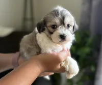 Cora, a female Shichon for sale in Alum Bank, PA – 5 of 5
