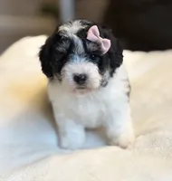 Cupcake, a female Poochon for sale in Alum Bank, PA – 4 of 4