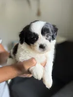 Frankie, a male Shichon for sale in Alum Bank, PA – 5 of 6
