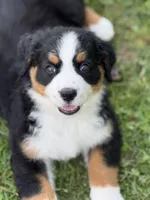 Skye- Ready to go NOW!, a female Bernese Mountain Dog for sale in Alum Bank, PA – 2 of 4