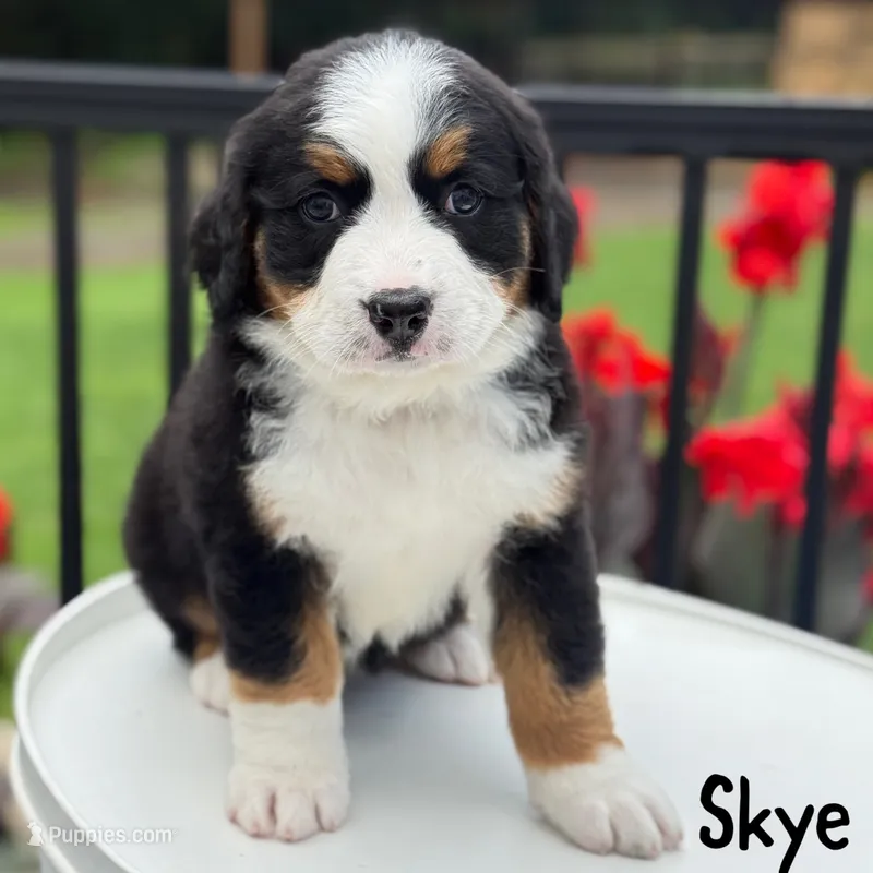 Skye – Bernese Mountain Dog puppy for sale in Alum Bank, PA