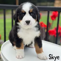 Skye, a female Bernese Mountain Dog for sale in Alum Bank, PA – 1 of 1