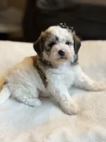 Brownie, a female Poochon for sale in Alum Bank, PA – 5 of 7