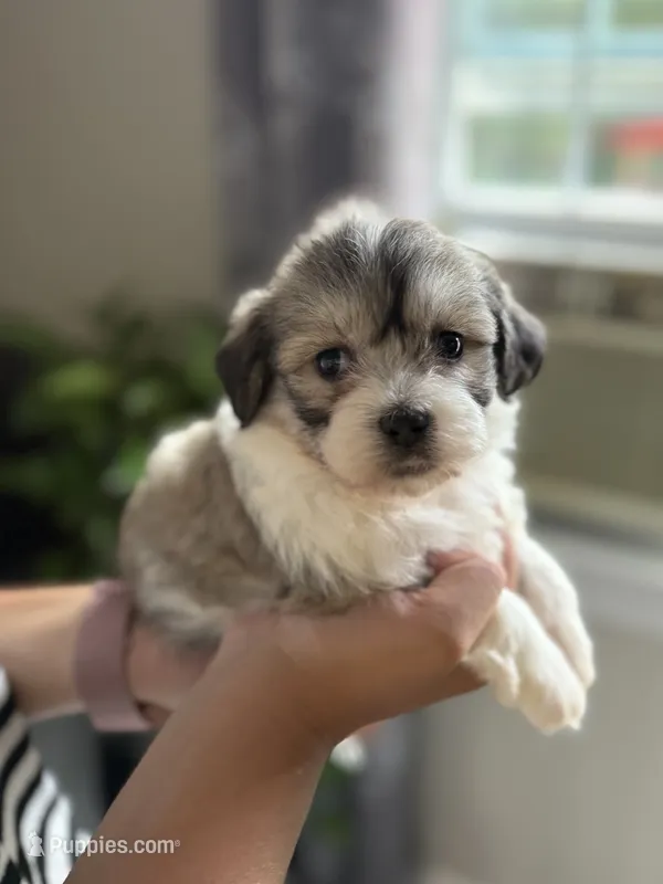 Cora – Shichon puppy for sale in Alum Bank, PA