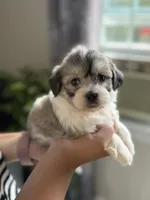 Cora, a female Shichon for sale in Alum Bank, PA – 1 of 5