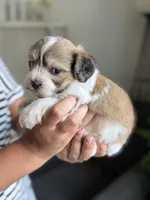 Elmo, a male Shichon for sale in Alum Bank, PA – 6 of 7