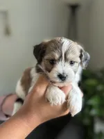 Elmo, a male Shichon for sale in Alum Bank, PA – 5 of 7