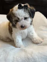 Brownie, a female Poochon for sale in Alum Bank, PA – 4 of 7