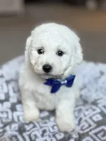 Lenny, a male Bichon Frise for sale in Alum Bank, PA – 5 of 6
