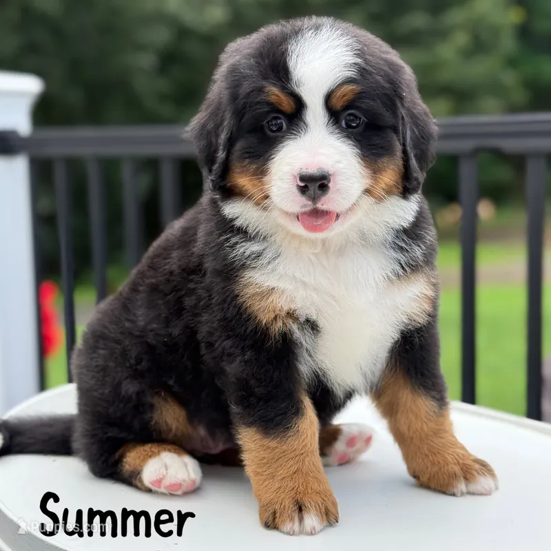 Summer – Bernese Mountain Dog puppy for sale in Alum Bank, PA
