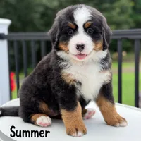 Summer, a female Bernese Mountain Dog for sale in Alum Bank, PA – 1 of 3