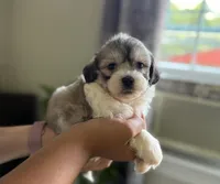 Cora, a female Shichon for sale in Alum Bank, PA – 4 of 5