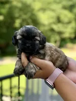 Alli, a female Shihpoo for sale in Alum Bank, PA – 1 of 2