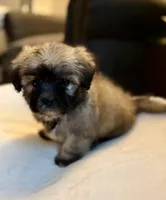 Clyde, a male Shichon for sale in Alum Bank, PA – 6 of 7