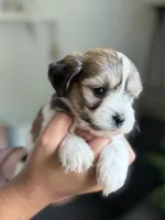 Elmo, a male Shichon for sale in Alum Bank, PA – 4 of 7