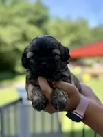 Alli, a female Shihpoo for sale in Alum Bank, PA – 2 of 2