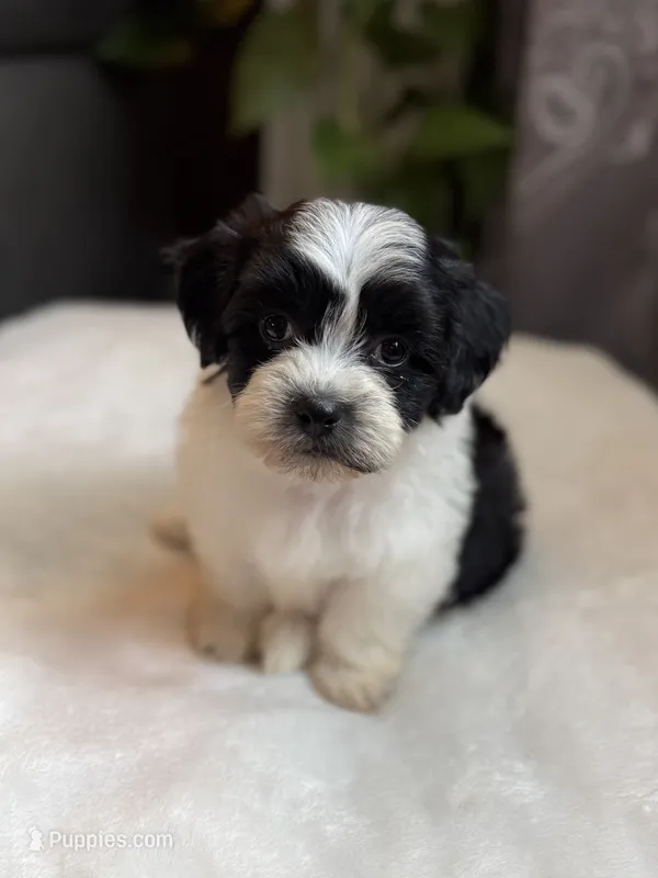 Gus – Shichon puppy for sale in Alum Bank, PA