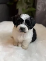 Gus, a male Shichon for sale in Alum Bank, PA – 1 of 6