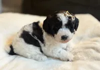 Muffin, a female Poochon for sale in Alum Bank, PA – 3 of 5