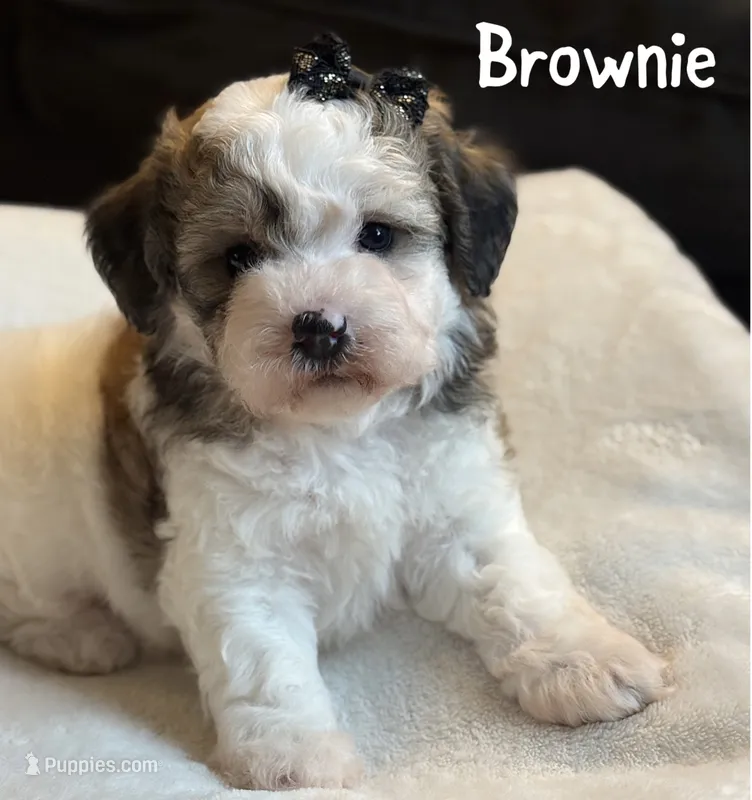 Brownie – Poochon puppy for sale in Alum Bank, PA