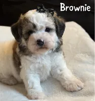 Brownie, a female Poochon for sale in Alum Bank, PA – 1 of 7