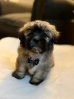 Clyde, a male Shichon for sale in Alum Bank, PA – 2 of 7