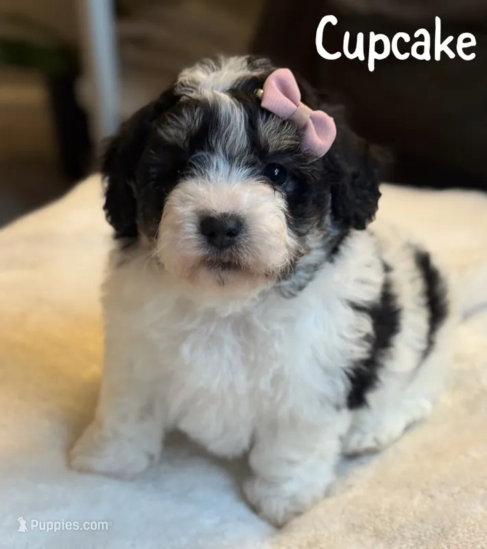 Cupcake – Poochon puppy for sale in Alum Bank, PA