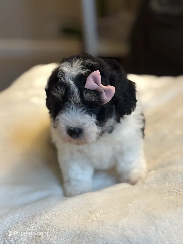 Cupcake – Poochon puppy for sale in Alum Bank, PA