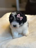 Cupcake, a female Poochon for sale in Alum Bank, PA – 1 of 4