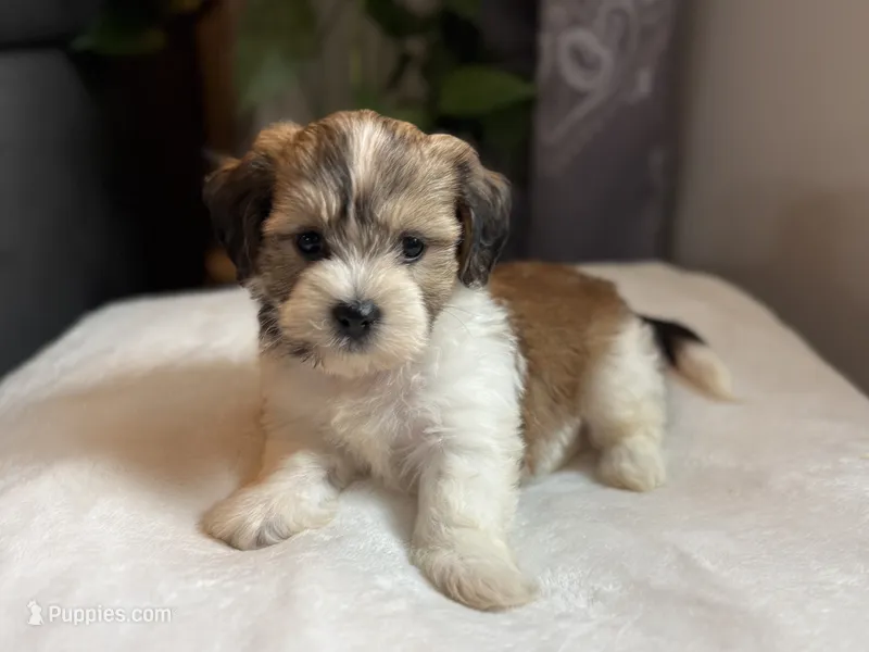 Elmo – Shichon puppy for sale in Alum Bank, PA