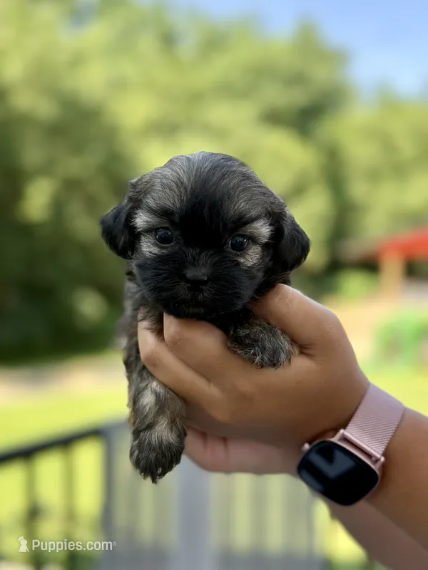 Maisie – Shihpoo puppy for sale in Alum Bank, PA